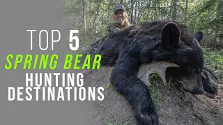 Top 5 Places for Spring Bear Hunting!