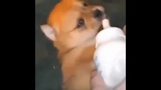 Milk dog meme