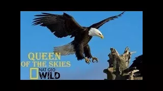 Eagle Documentary National Geographic Full QUEEN OF THE SKIES