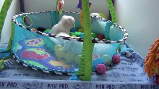 Just Incredible Coton de Tulear Puppies 7weeks old