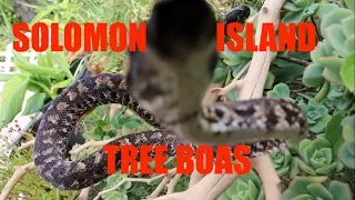 SOLOMON ISLAND TREE BOAS