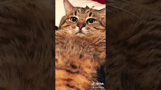 Кот в  tik tok 🐾а я Степан 👻😹