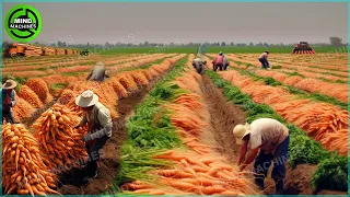 The Most Modern Agriculture Machines That Are At Another Level, How To Harvest Carrots On Farm