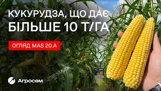 Кукурудза MAS 20.A – створена для раннього посіву | Влог з поля