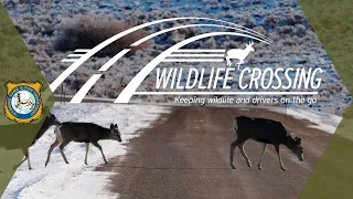 Wildlife Crossing Initiative