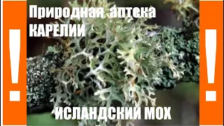 🌿 ИСЛАНДСКИЙ  МОХ 🌿 ОТ КАШЛЯ. Эффективное средство от простуды в лесу, как оказалось не только ...