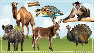 Cutest Animal Moments with Sounds: Donkey, Turtle, Turkey, Camel, Boar, Monkey