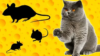 CAT GAMES - mouse hunt on screen (1hour)