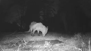 Crumbs!  #talltreesnaturereserve #nature #wildlife #animals #foxes #wildfoxes #countryside