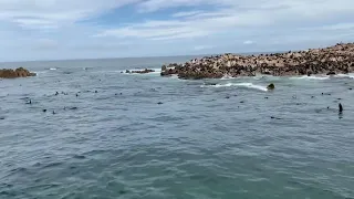 Seal buffet for sharks and killer whales