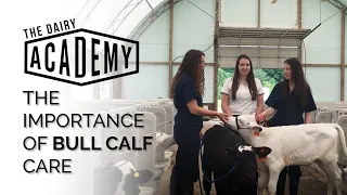 The importance of bull calf care on dairy farms