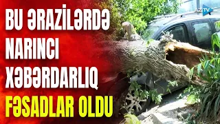 Güclü külək Azərbaycanın bu şəhərində ciddi fəsad törətdi: ağacları kökündən qopardı – GÖRÜNTÜLƏR