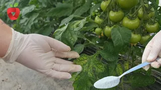 Add this now - the tomato leaf tells you what nutrient it is missing