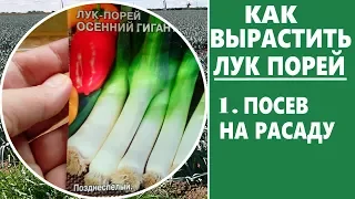 Как вырастить лук порей.  Когда сеять лук порей на рассаду