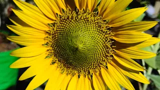 Sunflower seeds harvesting #terracegarden #pleasesubscribe #sunflower