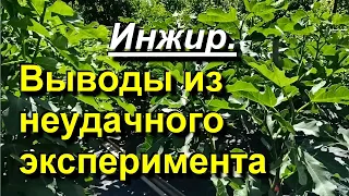 Инжир. Делаю выводы из эксперимента по "неприщипыванию". 2023 07 16