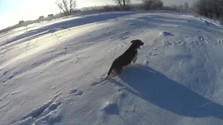 Охота с гончими на зайца 24.12.23! Выход с Грэем. Взяли зайца! Hare hunting with dogs.