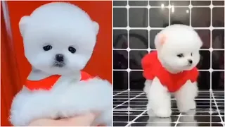 TIK TOK Cute and Funny Pomeranian Videos || Tik Tok Chó Phốc Sóc Mini Dễ Thương💗6