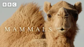 Male camel's WEIRD dating technique is a fail 🐪 | Mammals - BBC