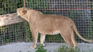 Львица чем-то заинтересовалась!🐆🐾🌾