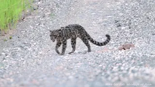 Borneo's amazing wildlife