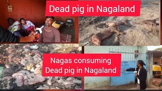 pigger farms supplying Dead pigs to Butcher shops in Across Dimapur