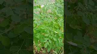 Pohon kelor tumbuh di depan rumah #shorts #ngeshortsdulu #berkebun