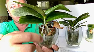ОРХИДЕИ из АЗИИ без пересадки 13 месяцев УХОД полив орхидей, освещение, корм и температура