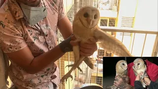 "Catching Owls" | Beautiful Barn Owl Couple Story | Wildly Indian