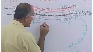 Function of Nephron in Kidney | Regulation of GFR | Renal System Physiology