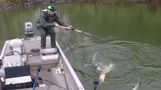 BIG BOATSIDE MUSKY STRIKES!!!  WEST VIRGINIA MUSKY FISHING S2:E1