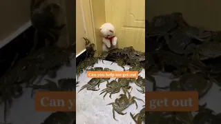 Tik Tok Chó Phốc Sóc Mini 😍🐶 Cute Dog Pomeranian #shorts #18