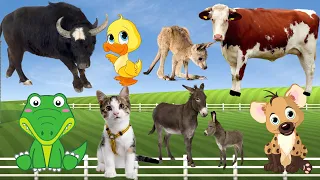 funny farm animal moments: Horse, Cow, Duck, Dog, Hen, Cat, Elephant,... - animal sounds