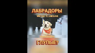 🐕📝🐾 Лабрадоры глупые?