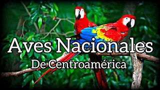 Las 7 Aves Nacionales de Cada País de Centroamérica