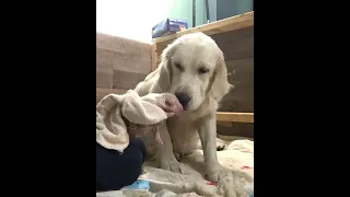 Golden Retriever gives BIRTH to 11 puppies! Part 2
