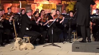 Dog crashes outdoor orchestra in Ephesus Ancient Theatre