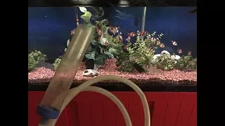 HOW TO CLEAN YOUR FISH TANK!  How to VACUUM your aquarium the EASY WAY! DONT use your MOUTH!