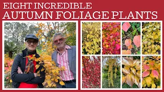 Eight incredible autumn foliage plants!