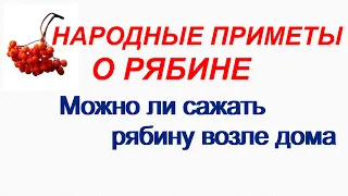 Народные приметы о РЯБИНЕ