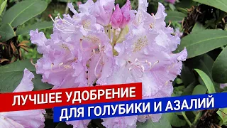 Лучшее удобрение для голубики и азалий