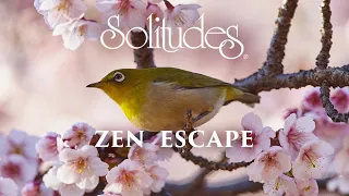 Dan Gibson’s Solitudes - The Songbird | Zen Escape