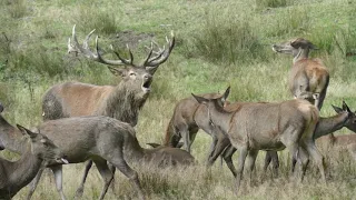 Hirschbrunft im Wildwald Vosswinkel