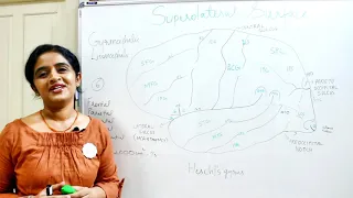 NEUROANATOMY-CEREBRUM PART 1- FUNCTIONAL AREAS (SULCI & GYRI) - DR ROSE JOSE MD