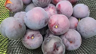 PART 2 - HARVESTING SWEET PLUMS ( AUSTRALIA )