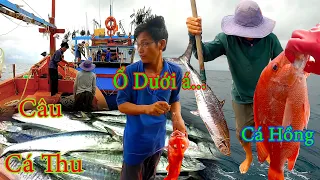 CÂU TAY 6║Tìm Câu CÁ THU Xuất Khẩu,Có Luôn Cá Hồng,Cá Mú.