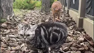 Young Pumba meet’s neighbour cat 😨🙈