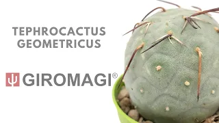Tephrocactus geometricus from GIROMAGI ITALY