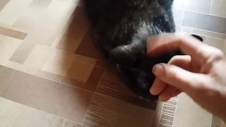 Кошка показывает как она ревнует хозяйку к другой  кошке.