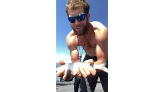 Lake Superior Whitefish on Flathead lake, Montana.